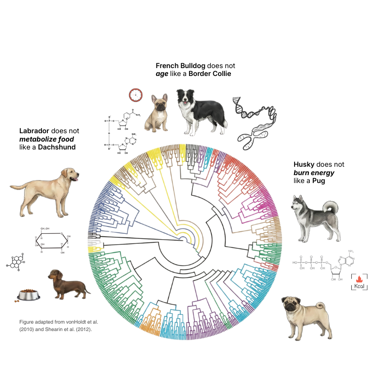 Diverged biology illustration